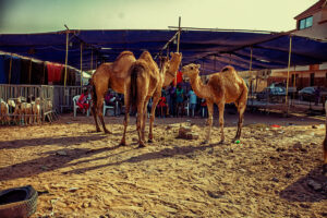 Moi Aussi. cosas que parecen ser montañas.